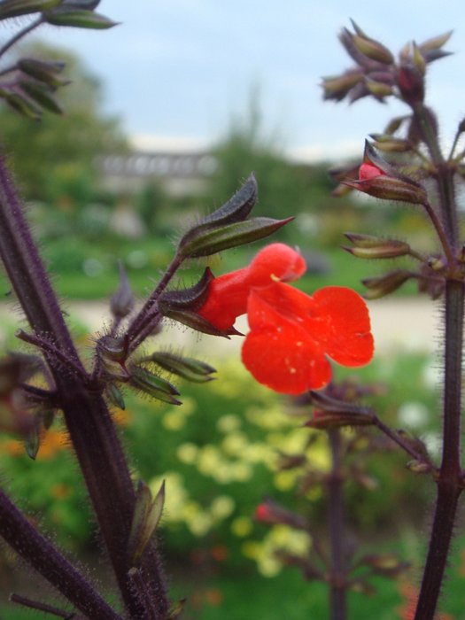 Salvia orthostachys fleur